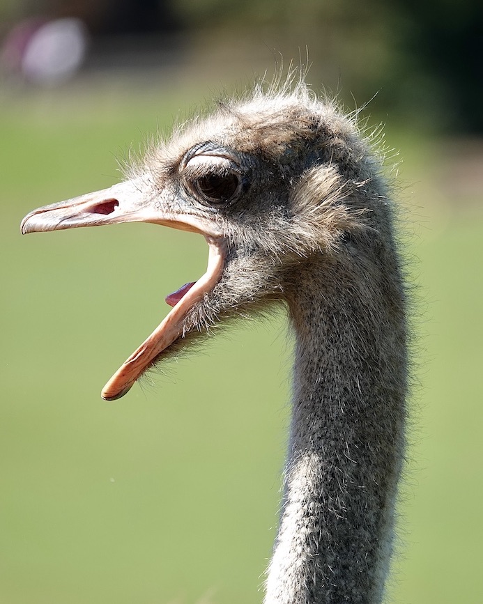 ostrich